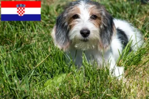 Read more about the article Petit Basset Griffon Vendéen opdrættere og hvalpe i Kroatien