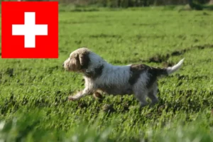 Read more about the article Petit Basset Griffon Vendéen opdrættere og hvalpe i Schweiz