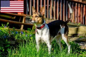 Read more about the article Rat Terrier opdrættere og hvalpe i USA