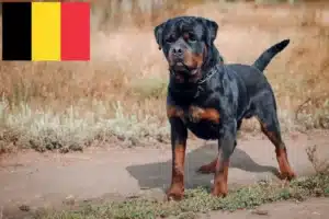 Read more about the article Rottweileropdrættere og hvalpe i Belgien