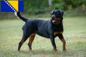 Read more about the article Rottweiler-opdrættere og hvalpe i Bosnien-Hercegovina