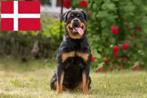 Read more about the article Rottweileropdrættere og hvalpe i Danmark