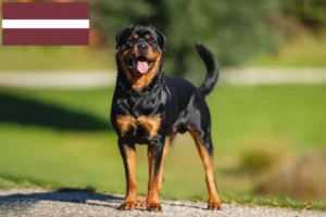 Read more about the article Rottweileropdrættere og hvalpe i Letland