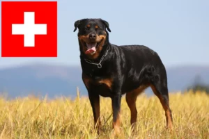 Read more about the article Rottweileropdrættere og hvalpe i Schweiz