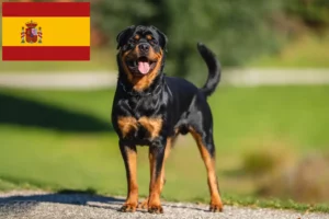 Read more about the article Rottweileropdrættere og hvalpe i Spanien