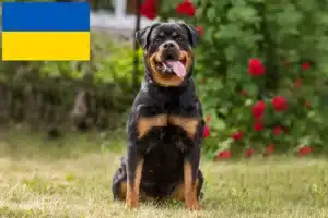 Read more about the article Rottweileropdrættere og hvalpe i Ukraine