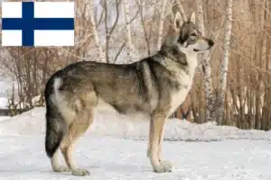 Read more about the article Saarloos ulvehundeopdrættere og hvalpe i Finland