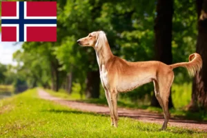 Read more about the article Saluki-opdrættere og hvalpe i Norge