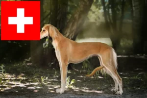 Read more about the article Saluki opdrættere og hvalpe i Schweiz