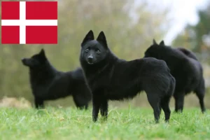 Read more about the article Schipperke-opdrættere og hvalpe i Danmark