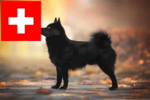 Read more about the article Schipperke-opdrættere og hvalpe i Schweiz