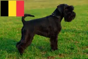 Read more about the article Schnauzeropdrættere og hvalpe i Belgien