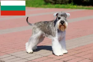 Read more about the article Schnauzeropdrættere og hvalpe i Bulgarien