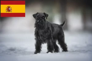 Read more about the article Schnauzeropdrættere og hvalpe i Spanien