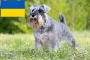 Read more about the article Schnauzeropdrættere og hvalpe i Ukraine