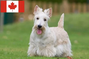 Read more about the article Scottish Terrier opdrættere og hvalpe i Canada