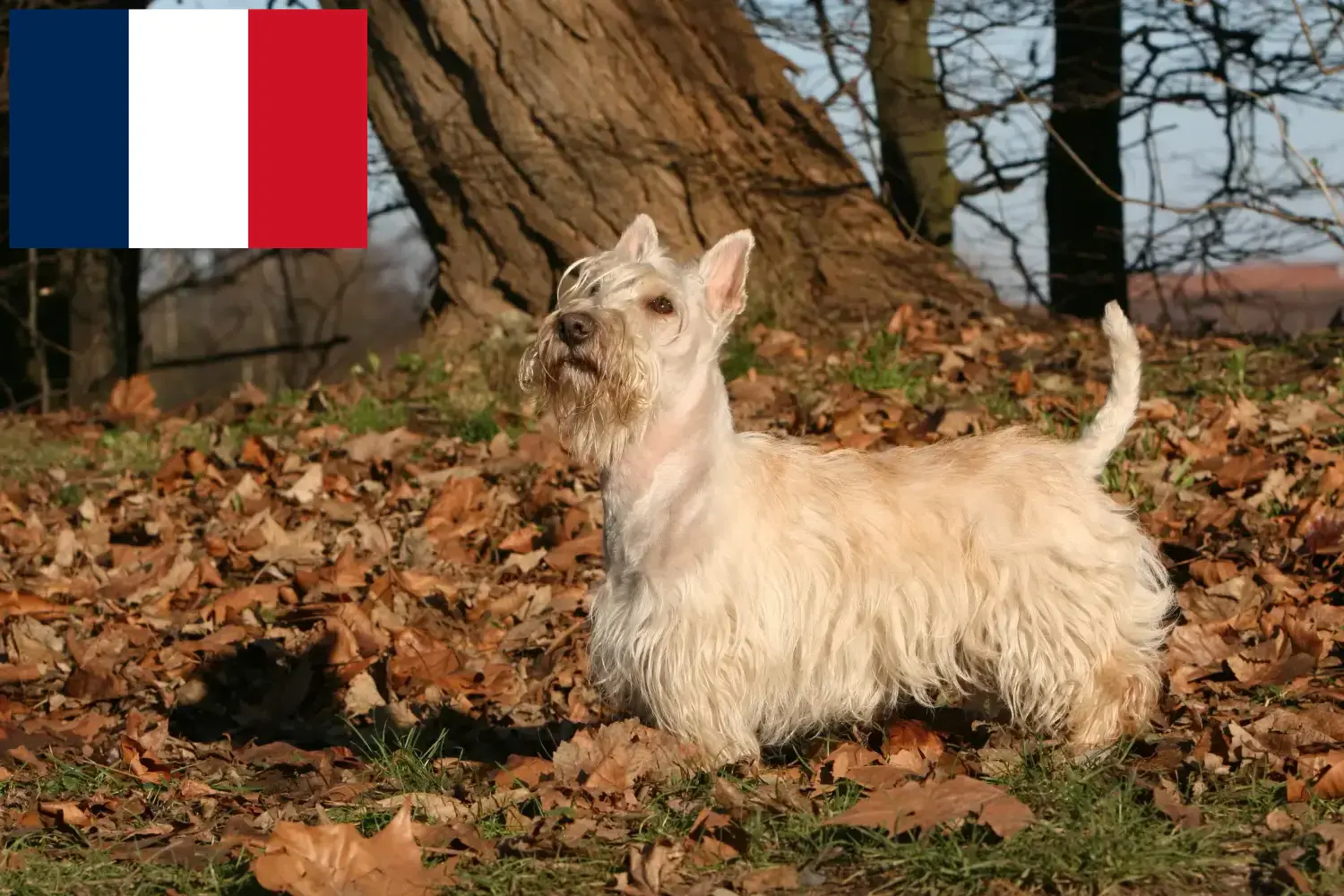 Read more about the article Scottish Terrier-opdrættere og hvalpe i Frankrig