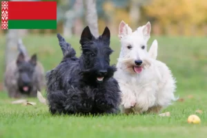Read more about the article Scottish Terrier-opdrættere og hvalpe i Hviderusland