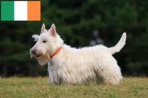 Read more about the article Scottish Terrier opdrættere og hvalpe i Irland