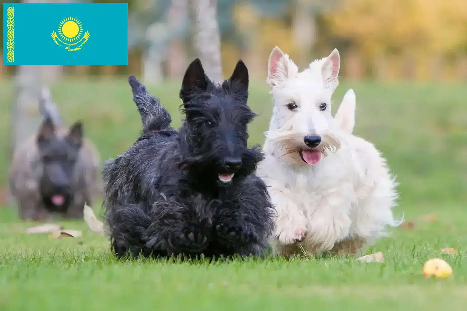 Read more about the article Scottish Terrier-opdrættere og hvalpe i Kasakhstan