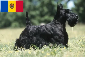 Read more about the article Scottish Terrier-opdrættere og hvalpe i Moldova