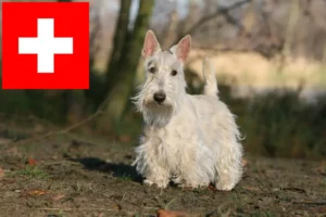 Read more about the article Scottish Terrier-opdrættere og hvalpe i Schweiz