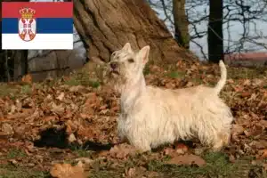 Read more about the article Scottish Terrier-opdrættere og hvalpe i Serbien