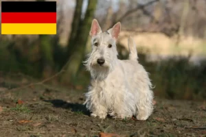 Read more about the article Scottish Terrier-opdrættere og hvalpe i Tyskland