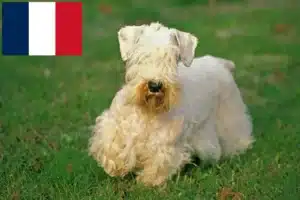 Read more about the article Sealyham Terrier opdrættere og hvalpe i Frankrig