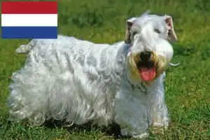 Read more about the article Sealyham Terrier opdrættere og hvalpe i Holland