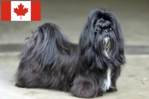 Read more about the article Shih Tzu-opdrættere og hvalpe i Canada