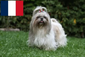 Read more about the article Shih Tzu-opdrættere og hvalpe i Frankrig