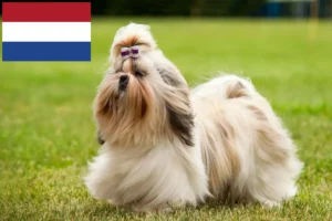 Read more about the article Shih Tzu-opdrættere og -hvalpe i Holland