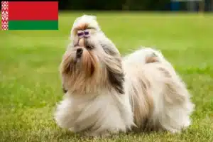 Read more about the article Shih Tzu-opdrættere og hvalpe i Hviderusland