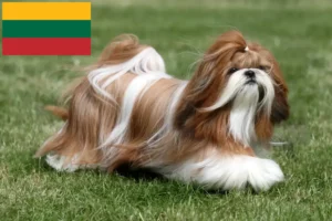 Read more about the article Shih Tzu-opdrættere og hvalpe i Litauen