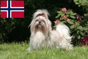 Read more about the article Shih Tzu-opdrættere og hvalpe i Norge