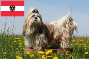 Read more about the article Shih Tzu-opdrættere og hvalpe i Østrig