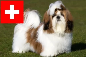 Read more about the article Shih Tzu opdrættere og hvalpe i Schweiz