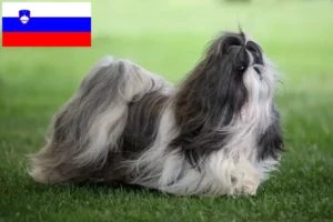 Read more about the article Shih Tzu-opdrættere og hvalpe i Slovenien