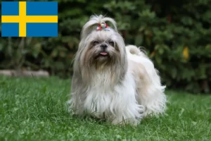 Read more about the article Shih Tzu-opdrættere og hvalpe i Sverige