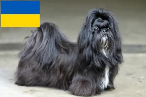 Read more about the article Shih Tzu opdrættere og hvalpe i Ukraine