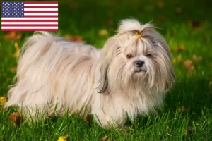 Read more about the article Shih Tzu-opdrættere og -hvalpe i USA