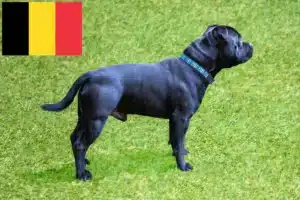 Read more about the article Staffordshire Bull Terrier opdrættere og hvalpe i Belgien