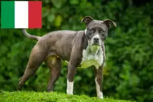 Read more about the article Staffordshire Bull Terrier opdrættere og hvalpe i Italien