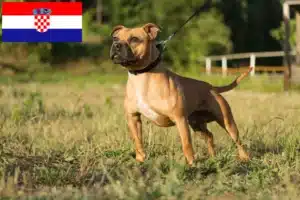 Read more about the article Staffordshire Bull Terrier opdrættere og hvalpe i Kroatien