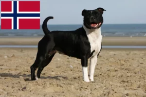 Read more about the article Staffordshire Bull Terrier opdrættere og hvalpe i Norge