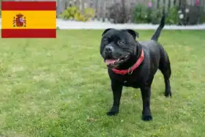 Read more about the article Staffordshire Bull Terrier opdrættere og hvalpe i Spanien