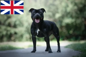 Read more about the article Staffordshire Bull Terrier opdrættere og hvalpe i Storbritannien