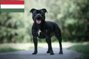 Read more about the article Staffordshire Bull Terrier opdrættere og hvalpe i Ungarn