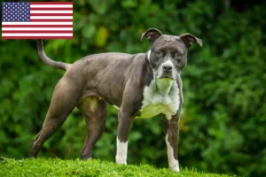 Read more about the article Staffordshire Bull Terrier opdrættere og hvalpe i USA